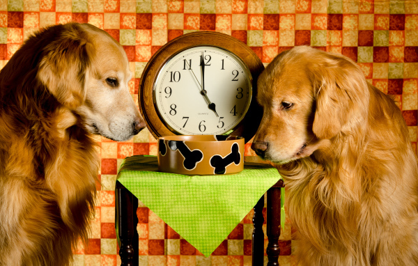 Два золотистых ретривера ждут корм у часов