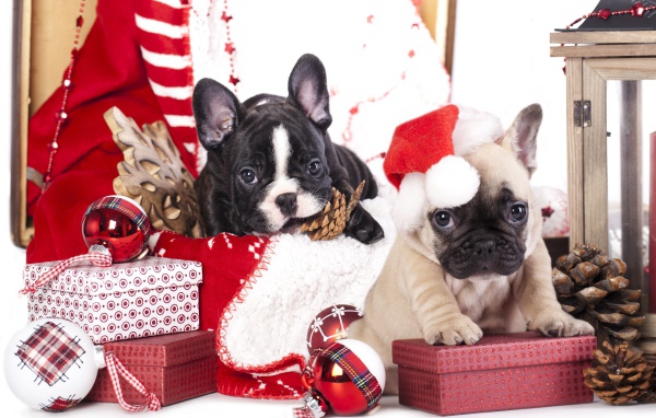 Два щенка французского бульдога на новогодних подарках