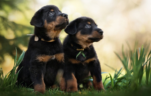Два щенка породы Босерон сидят на зеленой траве