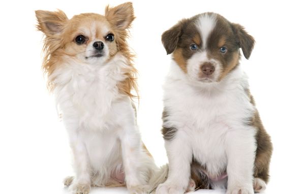 Два щенка на белом фоне 