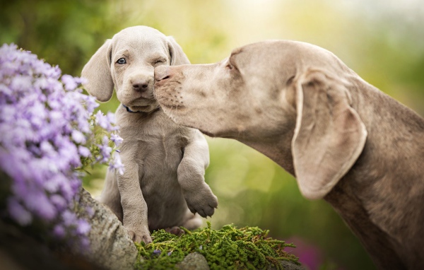 Собака породы Веймаранер со щенком