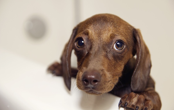 Мокрая такси стоит в ванной