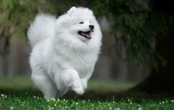 Белый щенок самоед на зеленой траве