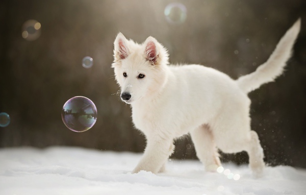 Белая швейцарская овчарка ловит мыльные пузыри