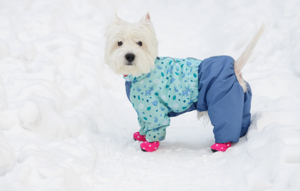 White West Highland White Terrier in a suit in the snow
