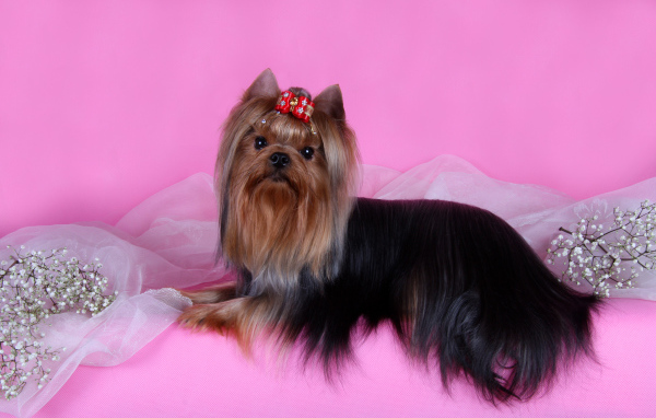 Йоркширский терьер на розовом фоне