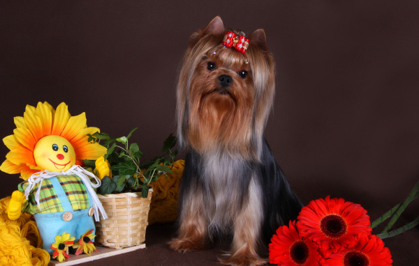 Йоркширский терьер с бантом на голове