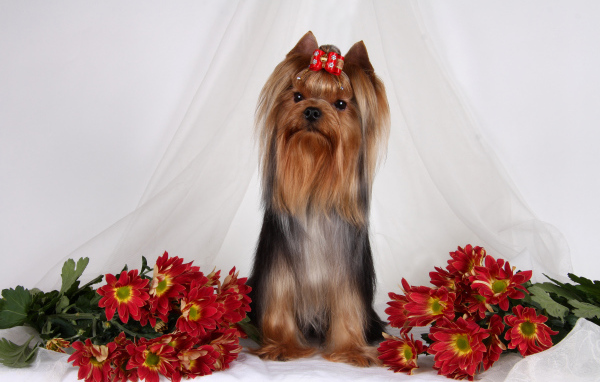 Йоркширский терьер с цветами хризантемы