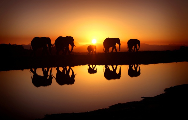 Стадо слонов отражается в воде на закате солнца