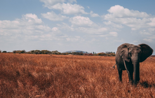 Большой слон идет по сухой траве под голубым небом