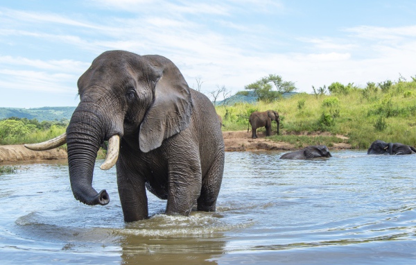 Большие слоны купаются в воде летом 