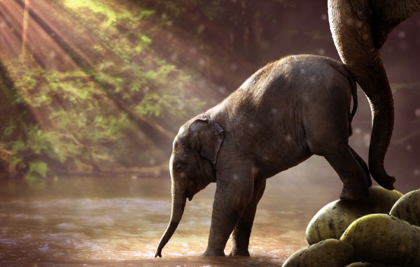 Маленький слоненок заходит в воду