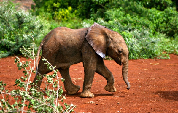 Маленький забавный слоненок 