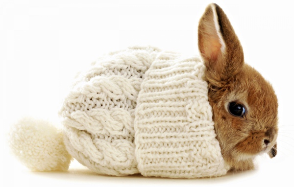Маленький декоративный кролик сидит в белой вязаной шапке