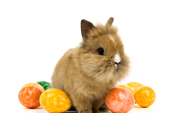 Декоративный кролик с крашеными яйцами на белом фоне