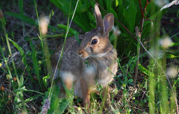 Gray hare in the green grass
