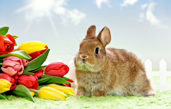 Кролик с букетом весенних тюльпанов