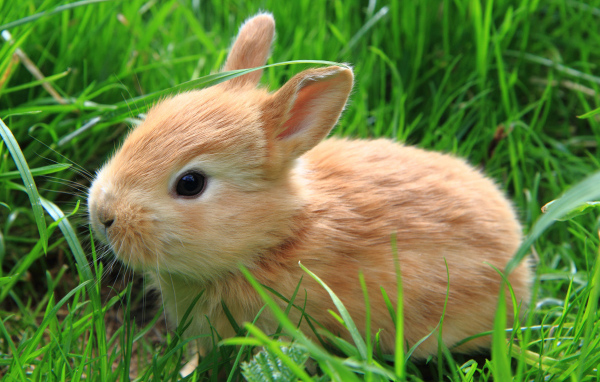 Рыжий декоративный кролик в зеленой траве