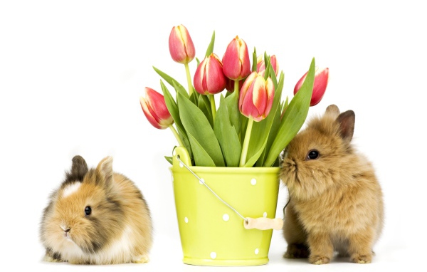 Два пушистых декоративных кролика с букетом тюльпанов на белом фоне