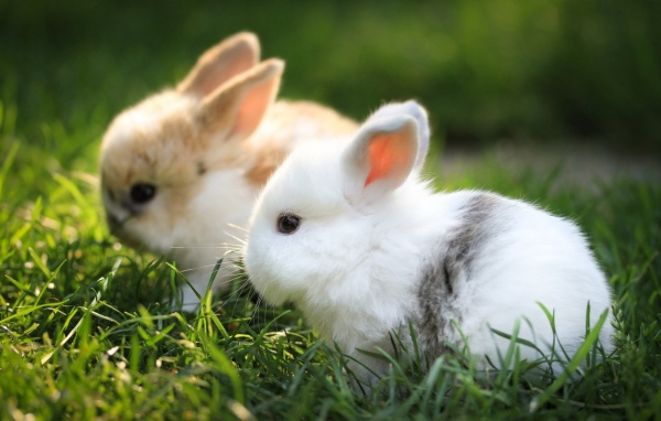 Два маленьких милых декоративных кролика в зеленой траве