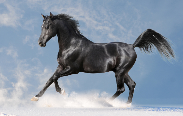 Красивая черная лошадь скачет по белому снегу на фоне голубого неба