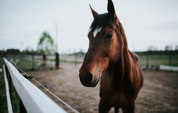 Красивый коричневый конь на ферме крупным планом
