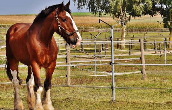 Beautiful brown horse on the farm