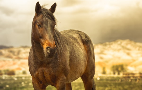 Коричневая лошадь в лучах солнца на ферме