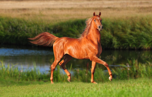 Грациозная коричневая лошадь у реки