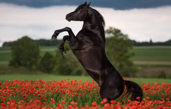 Прыжок коня на поле с красными маками