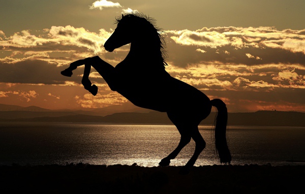 Силуэт коня на закате солнца у моря