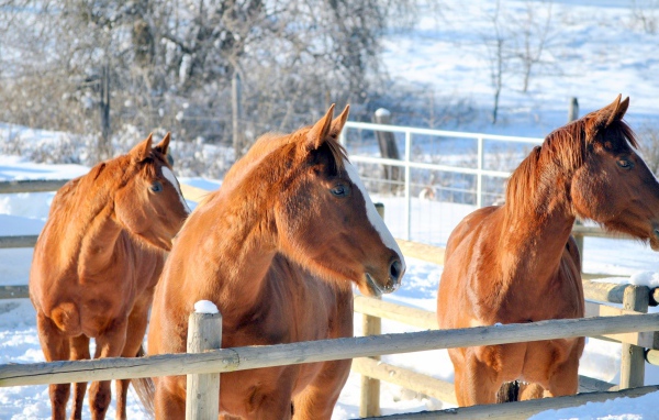 Три коричневые лошади на ферме зимой