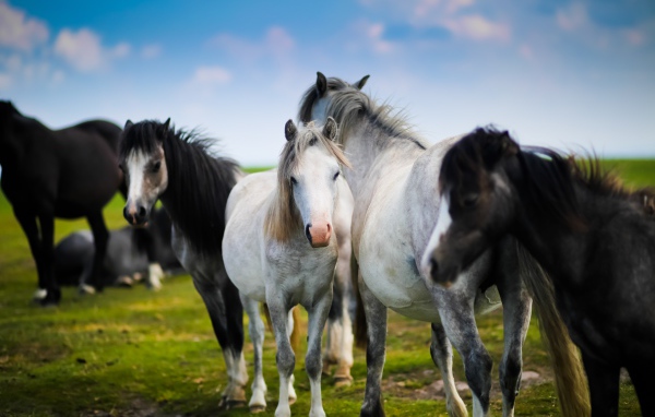 White and black horses on a green meadow