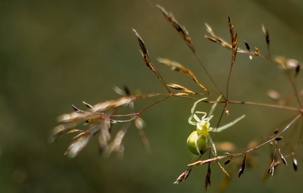 Зеленый паук висит на колоске