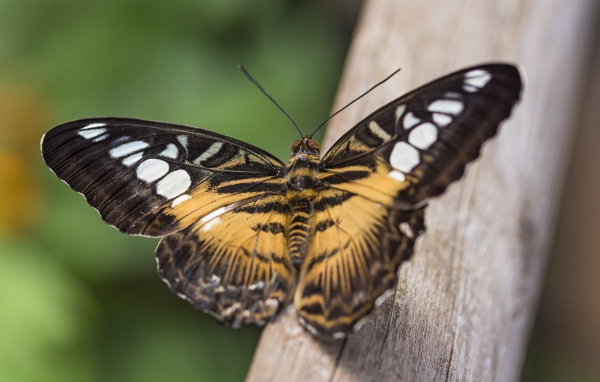 Большая бабочка сидит на дереве