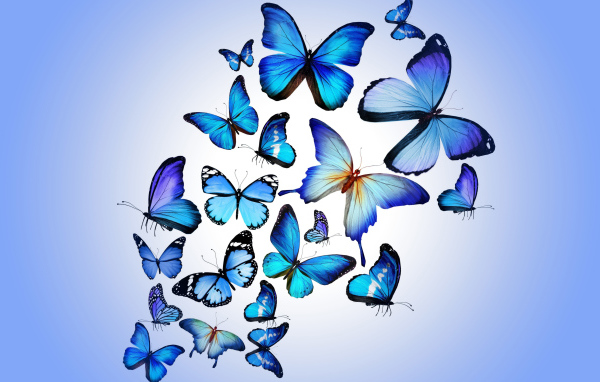 A lot of blue butterflies on a blue background
