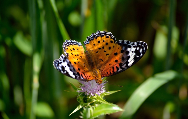 Красивая бабочка сидит на цветке чертополоха