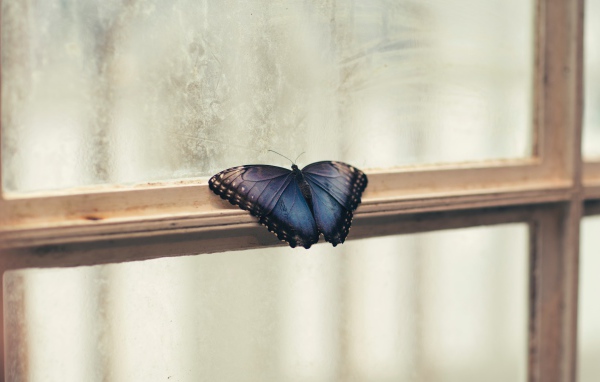 Голубая бабочка на окне