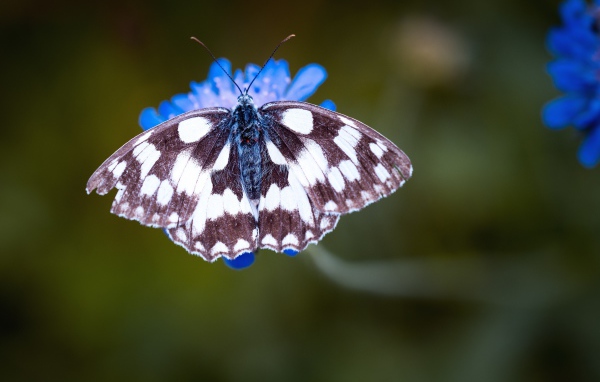 Бабочка на синем цветке крупным планом