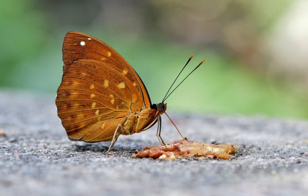 Бабочка на асфальте крупным планом