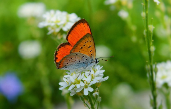 Бабочка сидит на белом цветке