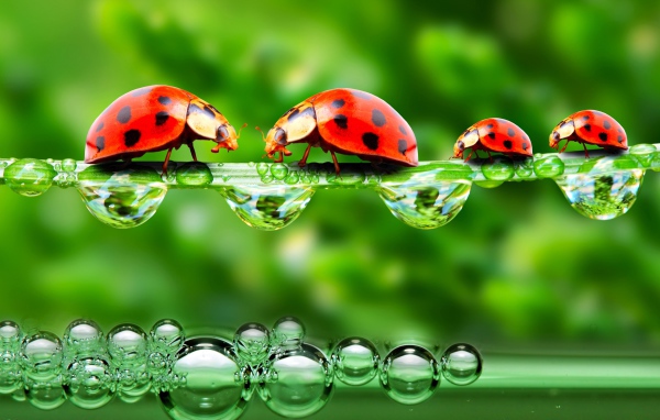 Божьи коровки на травинке с росой