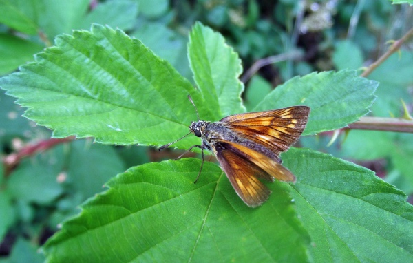 Мотылек на зеленом листе крупным планом