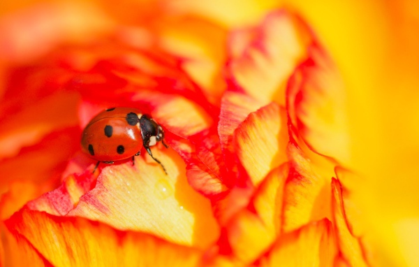 Красная божья коровка сидит на розе