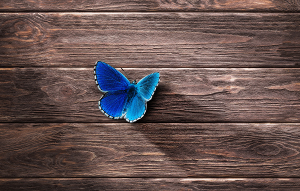 Маленькая синяя бабочка на деревянной поверхности