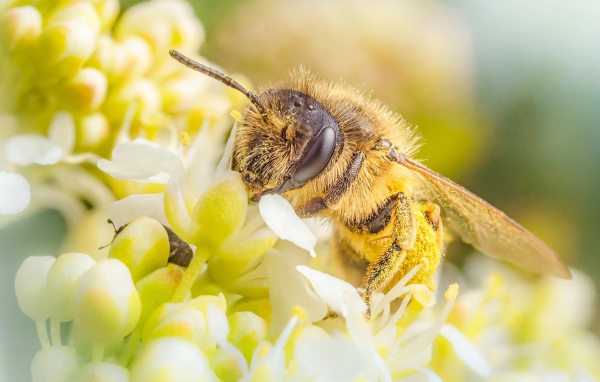Пчела собирает нектар на белом цветке
