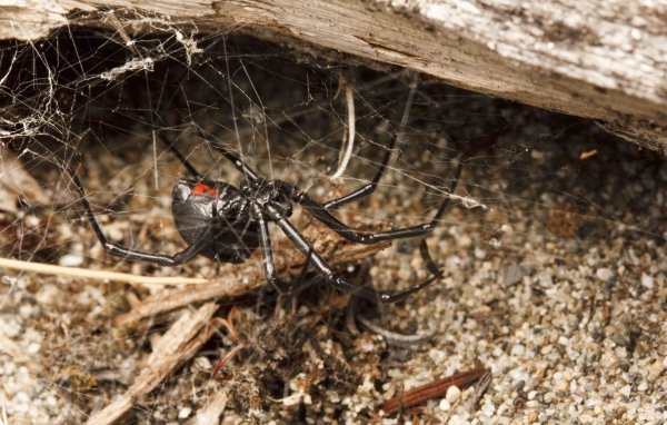 Большой черный паук на паутине