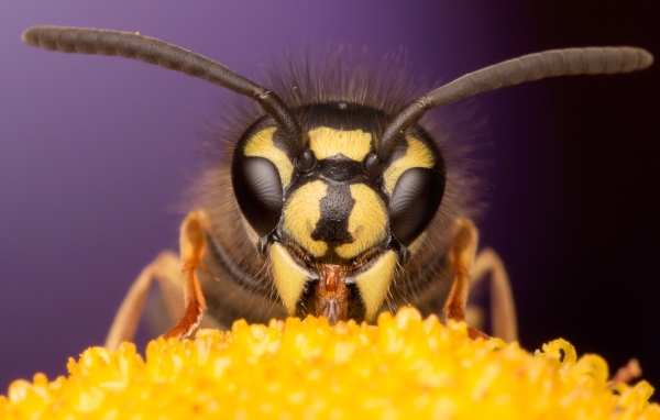 Оса на цветке крупным планом 
