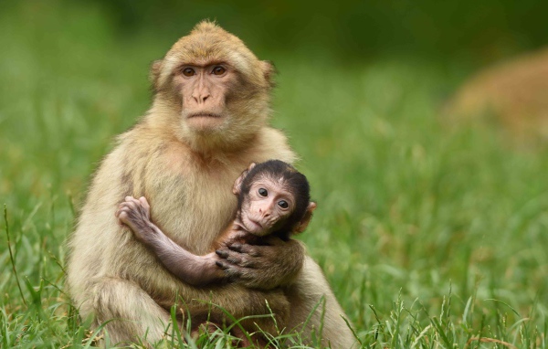 Маленькая обезьяна на руках у мамы 