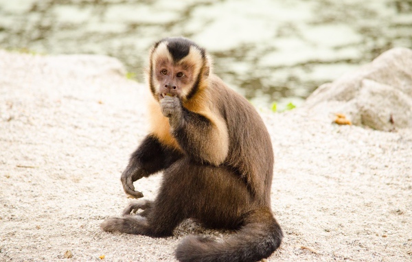 Обезьяна капуцин  сидит на песке